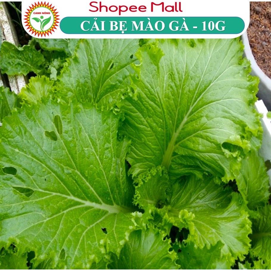Hạt Giống Cải Bẹ Mào Gà Cao Sản 10Gr Sinh Trưởng Nhanh, Chống Chịu Tốt - Shop hạt giống CANH NÔNG