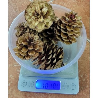 100gr quả thông khô tự nhiên ( khoảng 5,6 quả)