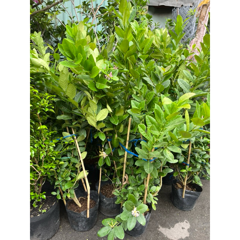 Cây CHANH MỸ, Chanh TRÁI VÀNG gốc to khoẻ | Shopee Việt Nam