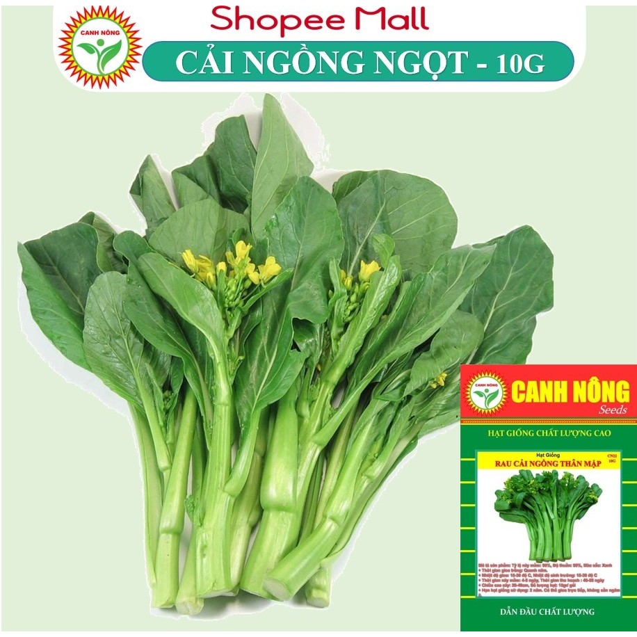 Hạt giống Cải Ngọt Bông (Cải Ngồng) chịu nhiệt tốt, trồng quanh năm (gói 10 gr) - Hạt giống RẠNG ĐÔNG