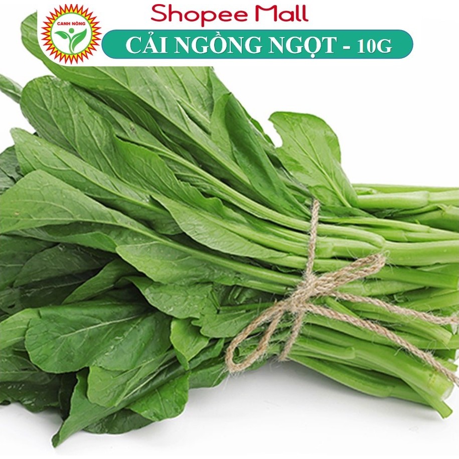 Hạt giống Cải Ngọt Bông (Cải Ngồng) chịu nhiệt tốt, trồng quanh năm (gói 10 gr) - Hạt giống RẠNG ĐÔNG