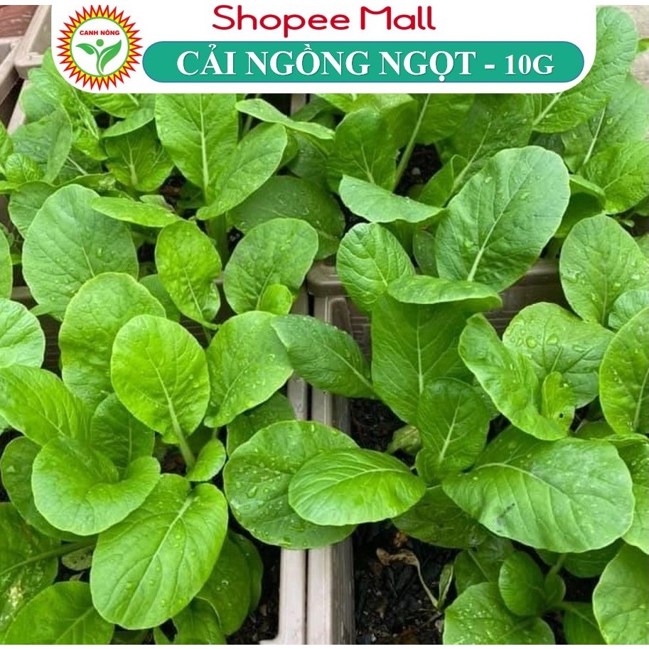 Hạt giống Cải Ngọt Bông (Cải Ngồng) chịu nhiệt tốt, trồng quanh năm (gói 10 gr) - Hạt giống RẠNG ĐÔNG