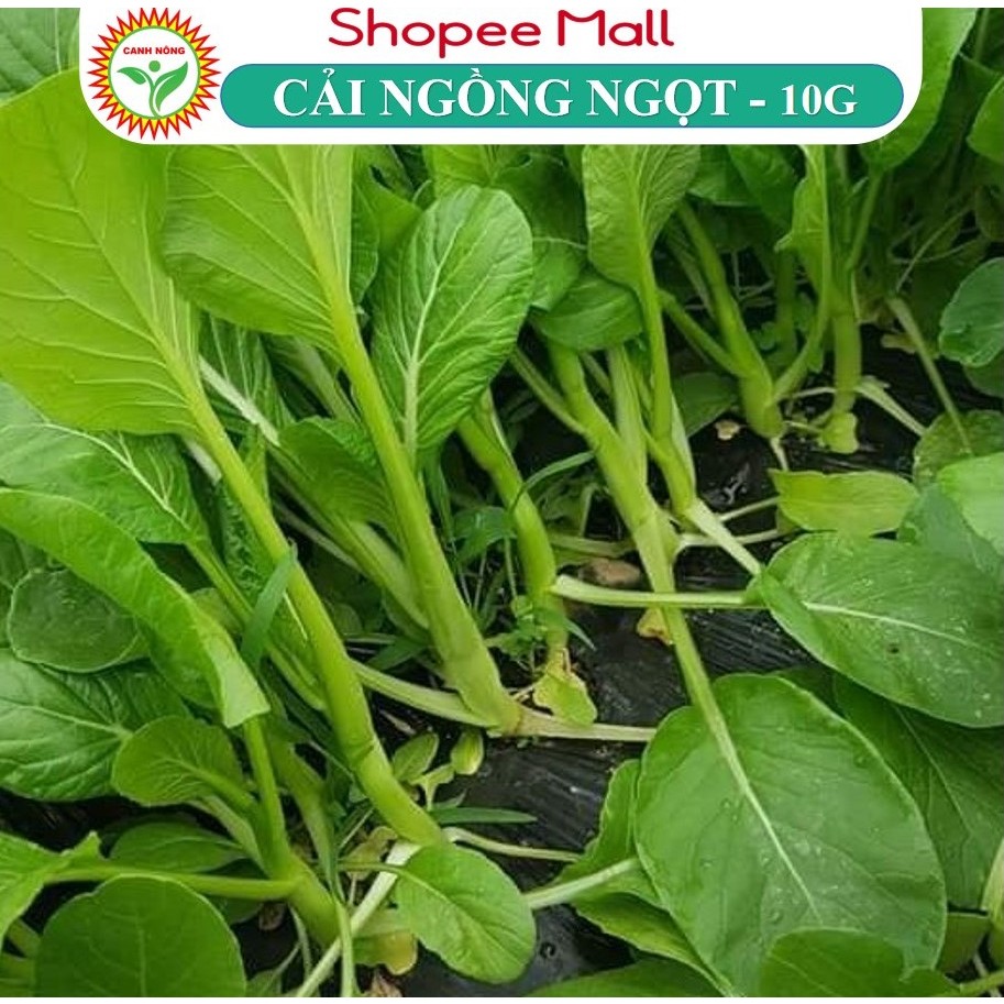 Hạt giống Cải Ngọt Bông (Cải Ngồng) chịu nhiệt tốt, trồng quanh năm (gói 10 gr) - Hạt giống RẠNG ĐÔNG