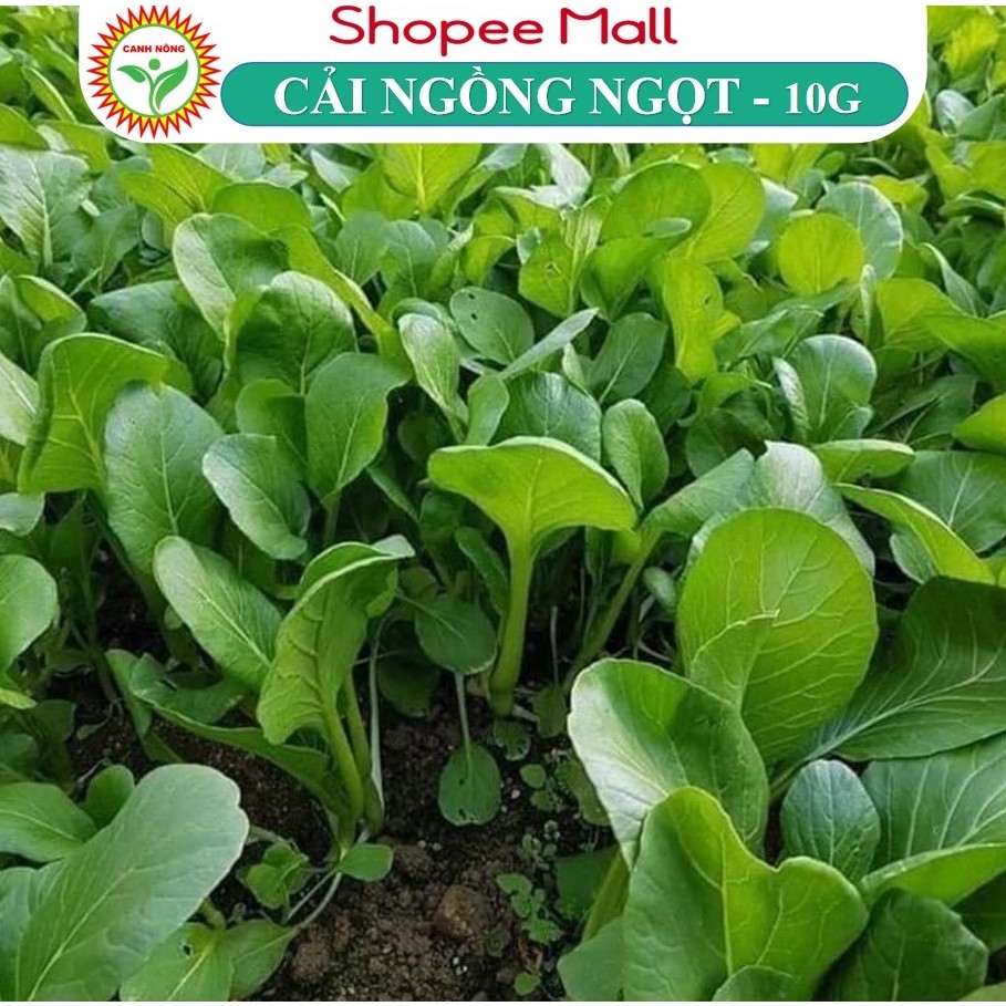 Hạt giống Cải Ngọt Bông (Cải Ngồng) chịu nhiệt tốt, trồng quanh năm (gói 10 gr) - Hạt giống RẠNG ĐÔNG