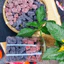 KẸO MIX DÂU TẰM, DÂU TÂY