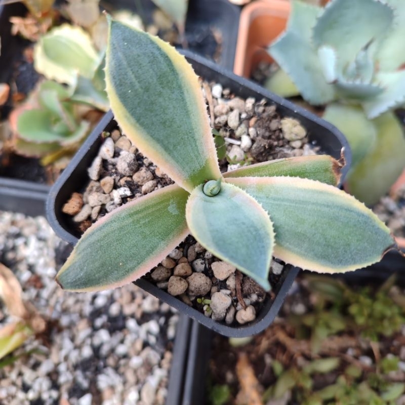 Agave Potatorum Tradewinds Yellow Marginata var. Sen Đá, Xương Rồng ...