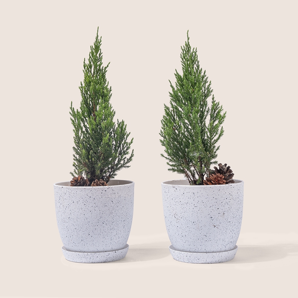 Ảnh Chậu trồng cây MONROVIA M9 cao cấp  cho hoa, cây cảnh, ban công, bonsai, 3 màu nhiều size 1