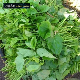 Combo 10 dây  khoai lang tím siêu củ ngọt