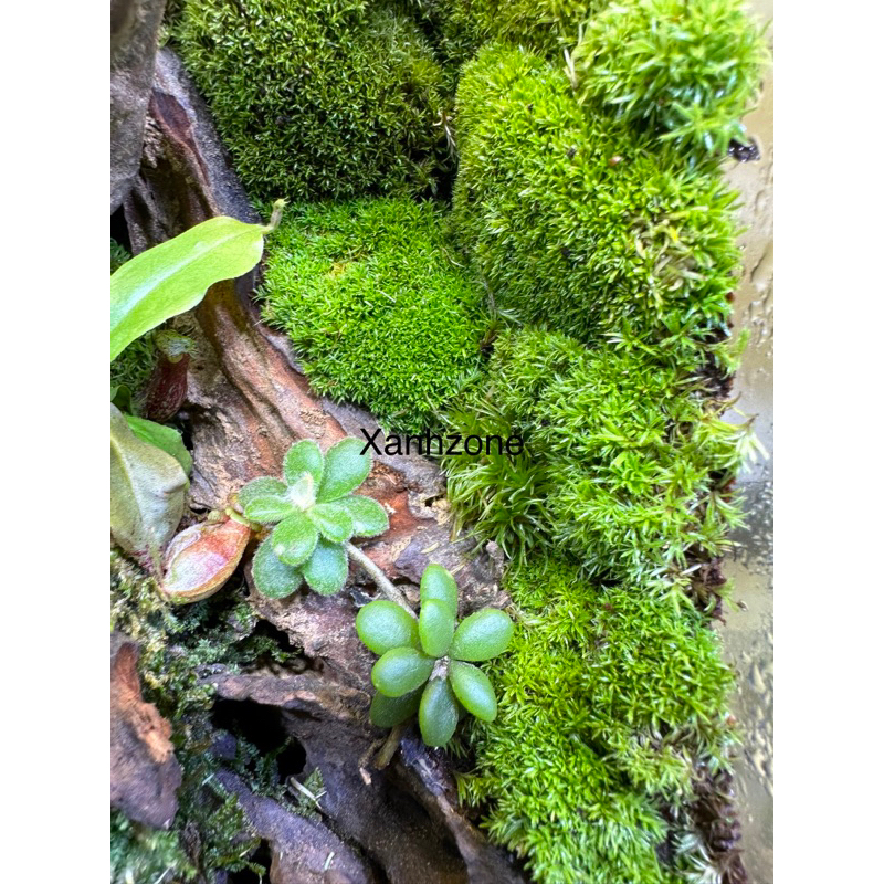lan lá tim mini, dây leo rũ, dây leo trồng bình terrarium, bán cạn, non ...