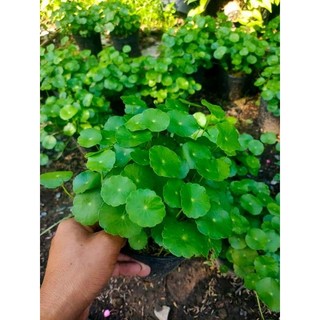 ( rau má nhật) cỏ đồng tiền