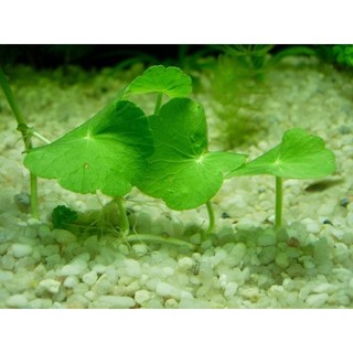 ( rau má nhật) cỏ đồng tiền
