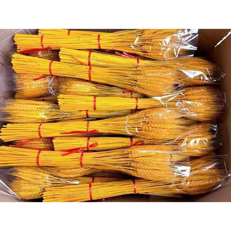 Bó lúa khô 100 cành loại nhất bóng đẹp như hình | Shopee Việt Nam