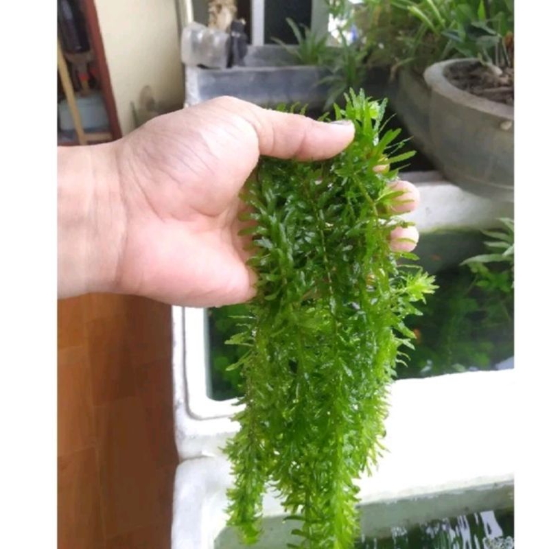 0.5kg rong đuôi chó, rong đuôi chồn thủy sinh | Shopee Việt Nam