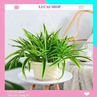 Hoa giả - Cụm hoa Tóc Tiên 35cm Docer Trang Trí Nội Thất, Cửa Tiệm Tinh Tế, Thanh Lịch.