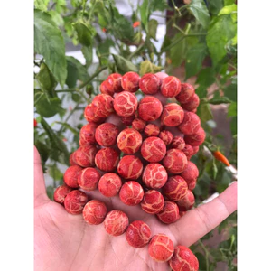 vòng tay san hô đỏ mộc 8ly đến 20ly