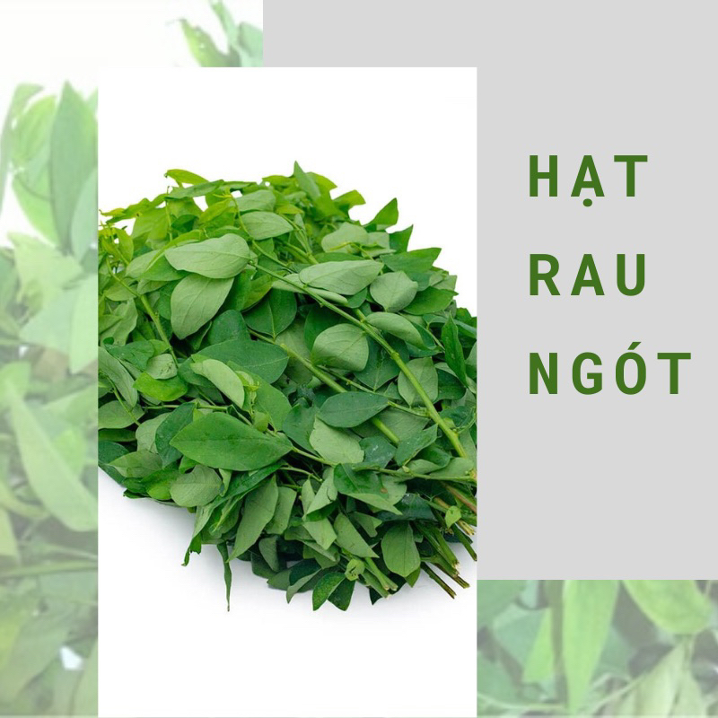 Hạt giống rau ngót ( rau bồ ngót) | Shopee Việt Nam