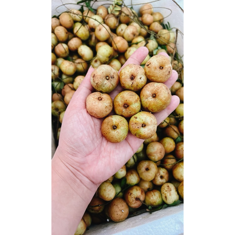 Quả me rừng (mác kham) | Shopee Việt Nam