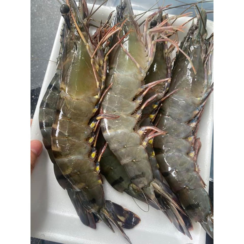 TÔM SÚ THIÊN NHIÊN - Tôm sú biển khổng lồ 12 con/kg -Hàng chất lượng ko ...