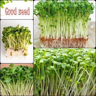 Rau mầm củ cải trắng gói 30 gam hạt