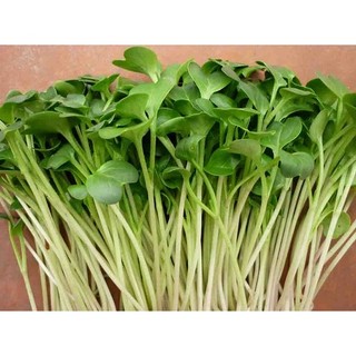 Rau mầm củ cải trắng gói 30 gam hạt