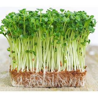 Rau mầm củ cải trắng gói 30 gam hạt