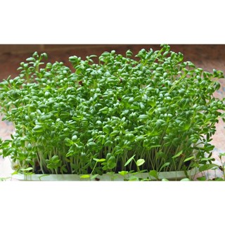Rau mầm củ cải trắng gói 30 gam hạt
