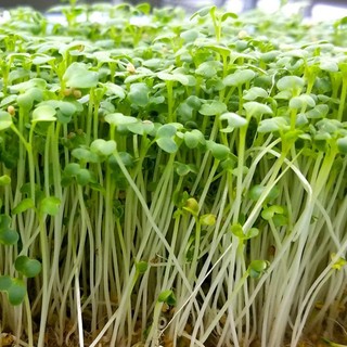 Rau mầm củ cải trắng gói 30 gam hạt