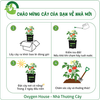 Nhà Thương Cây - HOA NGŨ SẮC VÀNG