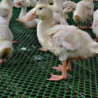 Lưới lót sàn màu xanh đen cao 1,5M dài 1M bán theo mét tới( HÀNG LOẠI A).lưới dùng làm chuồng gà chuồng vịt có ô 1cm 2cm