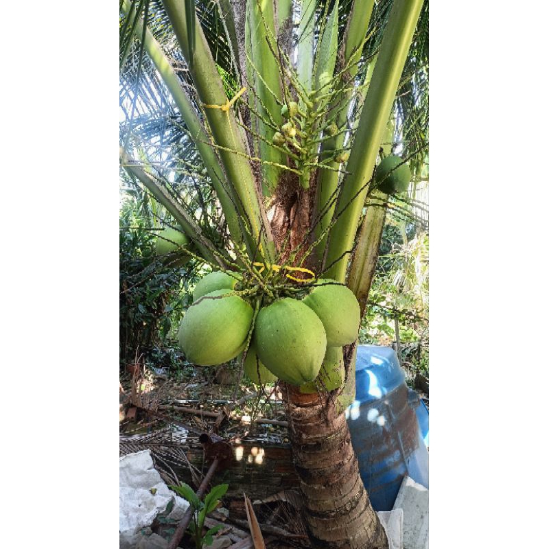 ( Can A.E 5 lít ) Siêu Ra Hoa Dừa, chống rụng trái non, Phục hồi cây nhanh chóng sau lần tưới đầu tiên