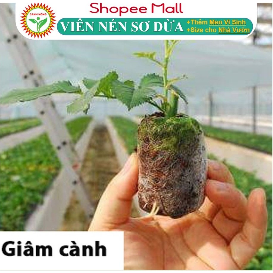 [Từ 1-1000 Mua càng nhiều giá càng giảm] Viên Nén Ươm Xơ Dừa Hữu Cơ Trồng Rau, Ươm Hạt, Dâu Tây, Thủy Canh - CANH NÔNG