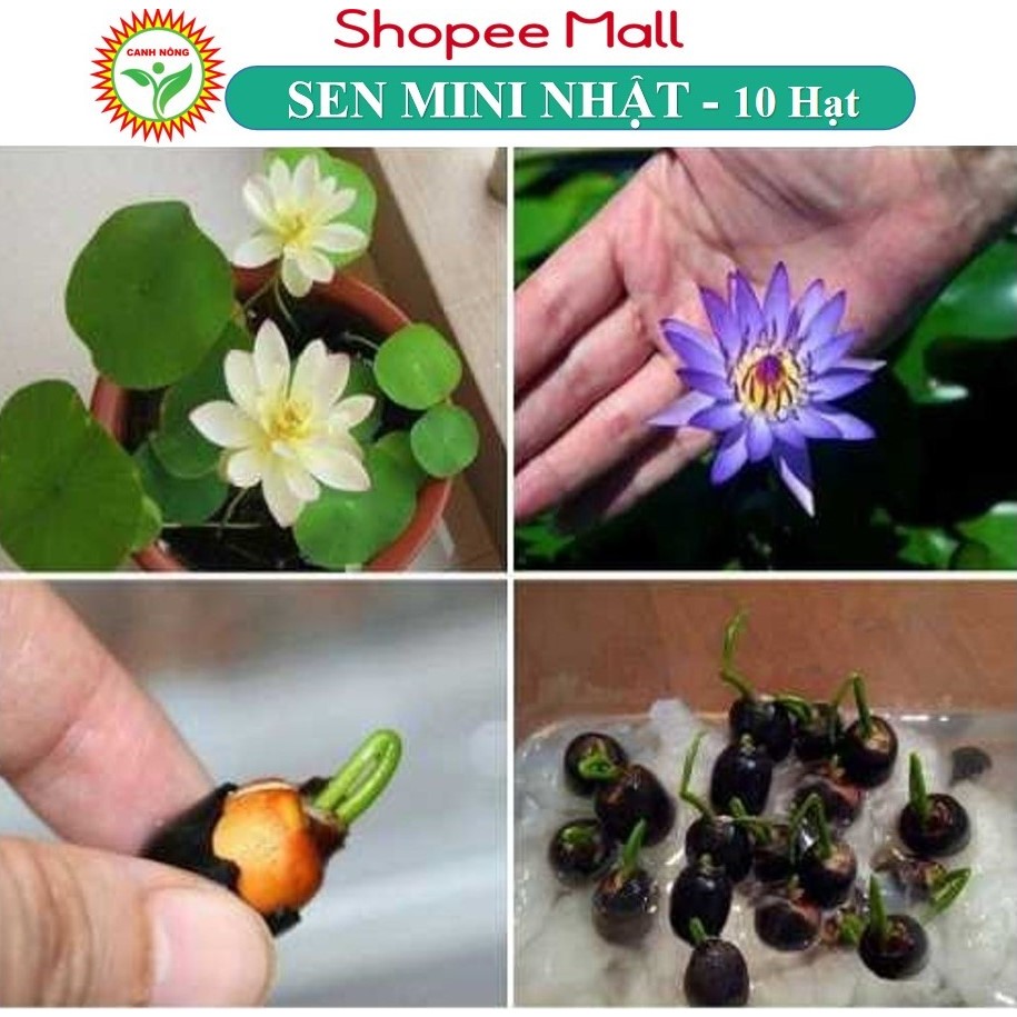 Hạt giống Hoa Sen Mini Nhật 5 Màu - Hạt Giống CANH NÔNG