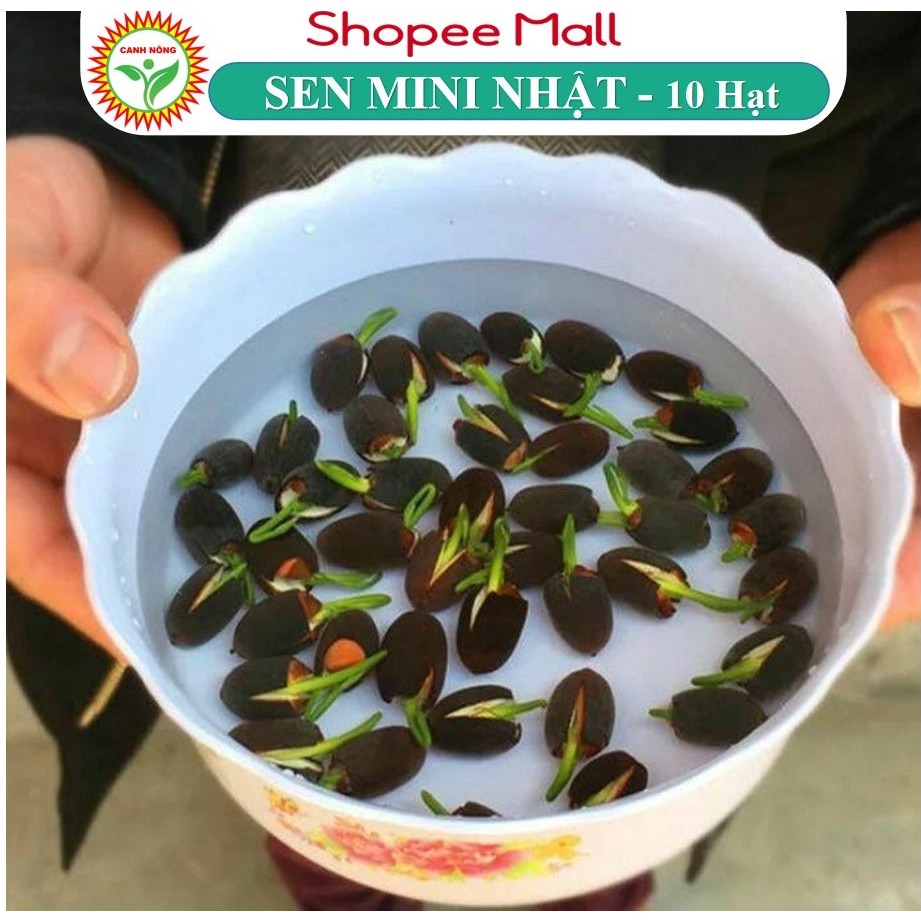 Hạt giống Hoa Sen Mini Nhật 5 Màu - Hạt Giống CANH NÔNG