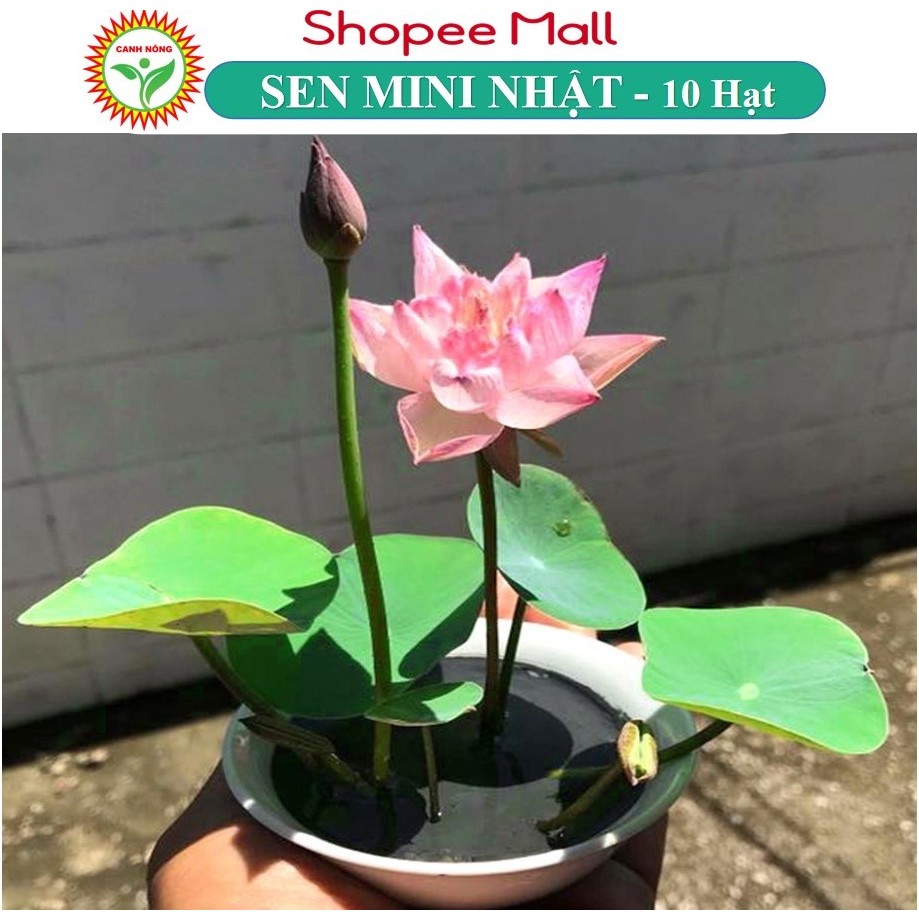 Hạt giống Hoa Sen Mini Nhật 5 Màu - Hạt Giống CANH NÔNG