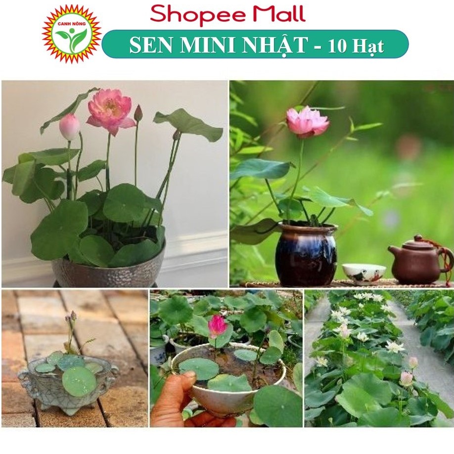 Hạt giống Hoa Sen Mini Nhật 5 Màu - Hạt Giống CANH NÔNG