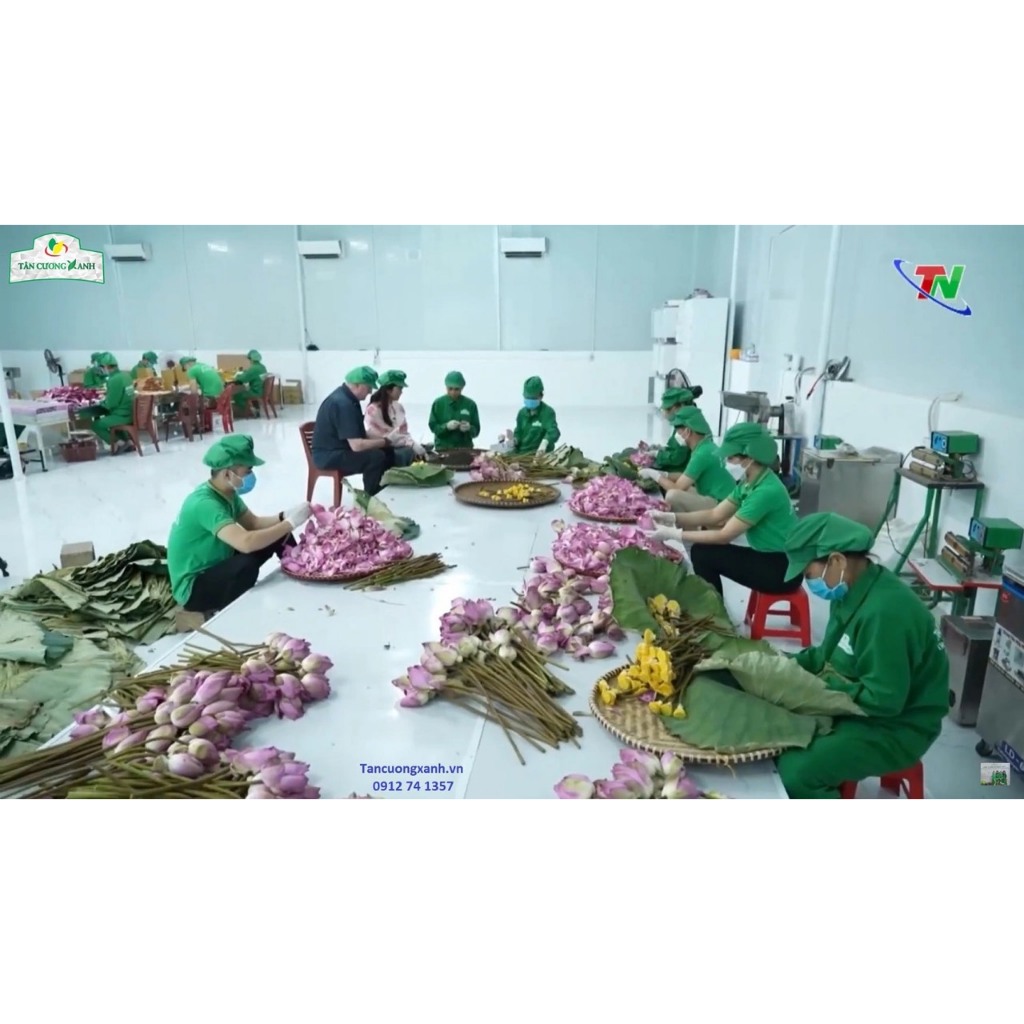 Hộp Trà Ướp Bông Sen Sấy Thăng Hoa Ngọc Tỉnh Liên