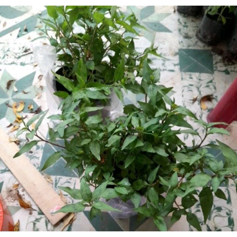 Bầu Cây rau răm giống rau răm việt nam | Shopee Việt Nam