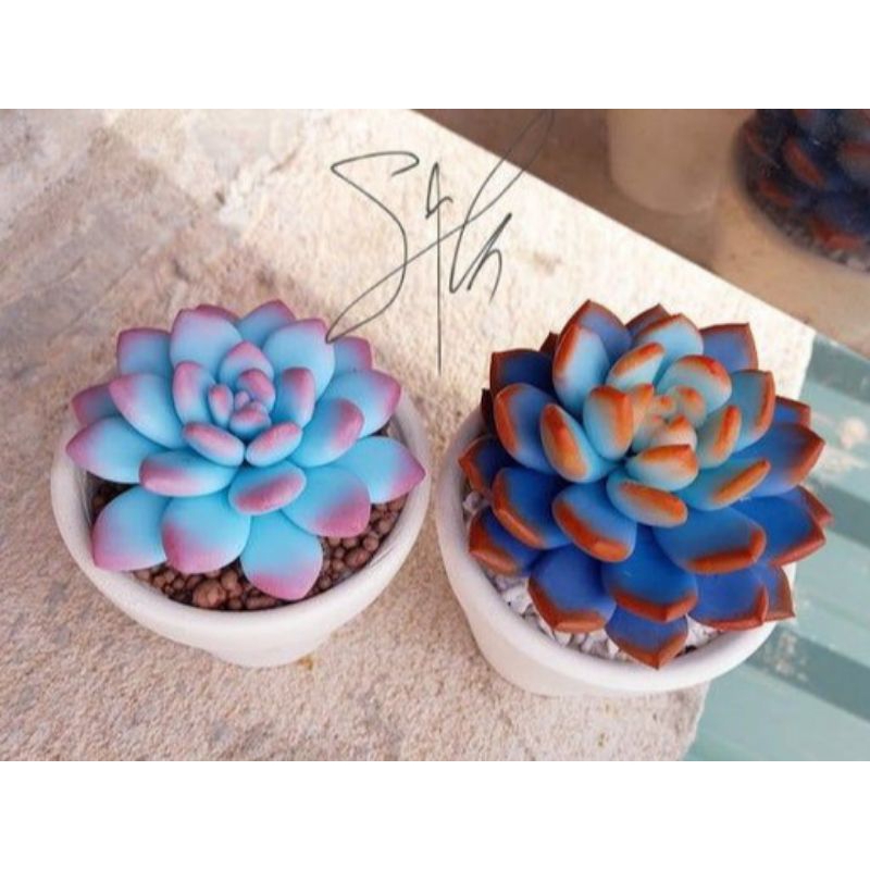 Sen đá đất sét tone xanh đẹp | Shopee Việt Nam