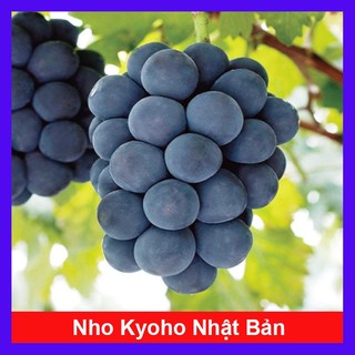 Cây Nho Kyoho Đen Nhật Bản - cây ghép nhanh cho trái, cây leo giàn có thể trồng chậu