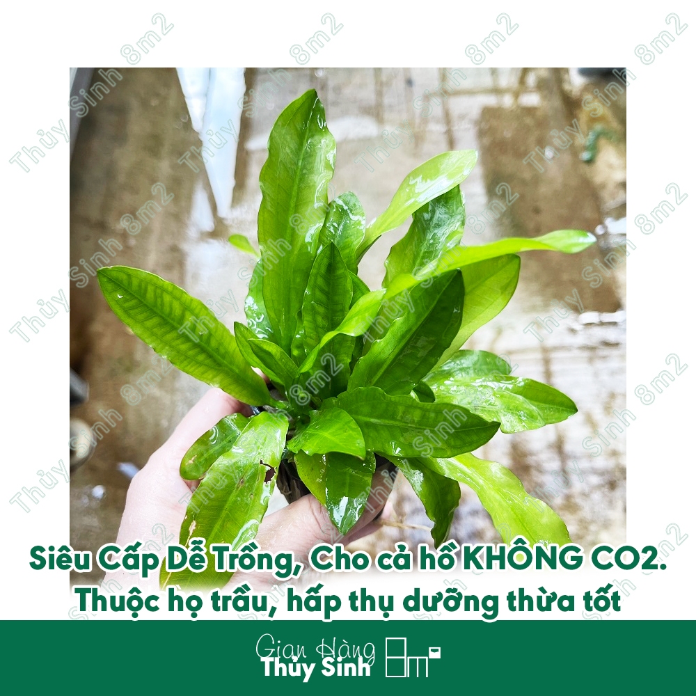 (HCM) Rêu Thủy Sinh, Cây Thủy Sinh Không CO2, Cây Thủy Sinh Thùng Xốp ...