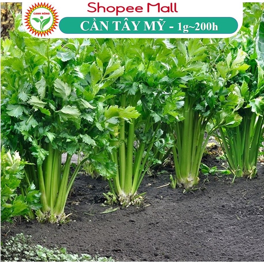 [GÓI CHÍNH HÃNG 1K] - Hạt Giống Cần Tây Mỹ Cần Tây Bẹ To Chuyên Ép Nước, Dễ Trồng, Dễ Chăm Sóc - Hạt Giống CANH NÔNG