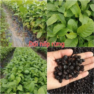 5 Cây giống Dổi nếp rừng, dổi thực sinh. Cây thực phẩm độc đáo không thể thiếu trong bếp mỗi nhà