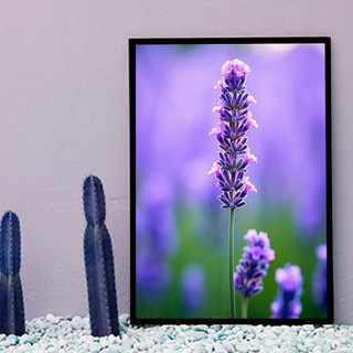 Bộ 6 tranh treo tường Hoa Oải Hương B04