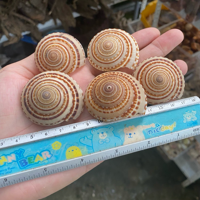 VỎ ỐC MẶT TRỜI trang trí, vỏ cho ốc rụt rè, ốc mượn hồn, cua ẩn sĩ, dã ...