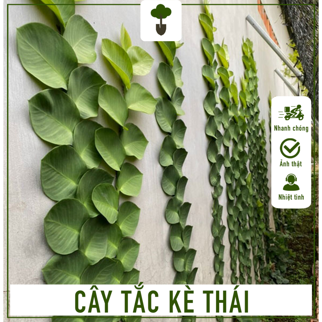 Cây Tắc Kè Thái - Cây cao 20-30 cm - Trang trí ngoại cảnh sang ...