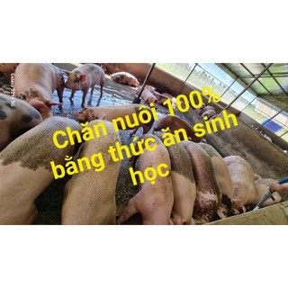 Combo bộ men ủ tỏi, ủ men thứ cấp Bio Phương Nam (túi Vem gốc và túi Phụ Gia dinh dưỡng gốc bột)