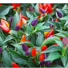 Hạt giống 7 màu -  Ớt kiểng rất Đẹp  F1 hàng công ty loại 1