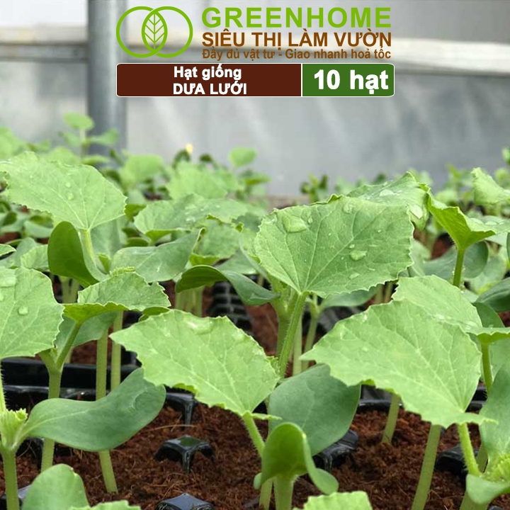 Ảnh Hạt Giống Dưa Lưới Ruột Vàng GreenHome, Gói 10 Hạt, Dễ Trồng, Nảy Mầm Cao, Thu Hoạch Nhanh T14 2