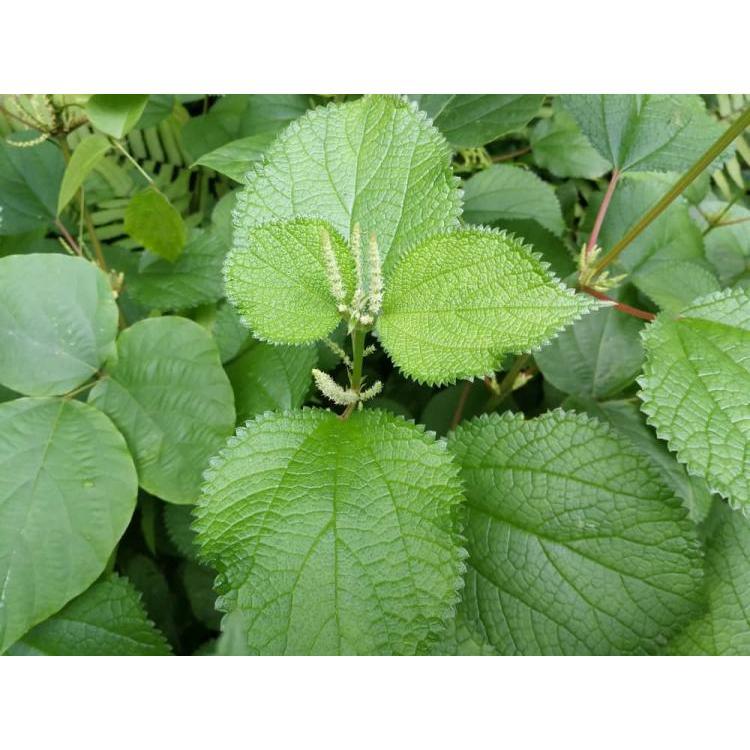 Lá cây Gai khô 1kg chính hãng Jindo hỗ trợ giảm rụng tóc, giảm mụn sưng, mủ, viêm, đau