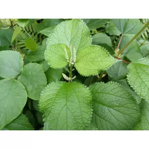 Lá cây Gai khô 1kg chính hãng Jindo hỗ trợ giảm rụng tóc, giảm mụn sưng, mủ, viêm, đau